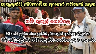 කුකුලන් සදහා ස්වභාවික ආහාර පමනක් ලබා දෙන ගම් කුකුල් ගොවිපල/Poultry Management #livestock #chicken