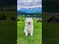 Crazy Dog Facts You Didn’t Know! 🐕 | रहस्य Fact