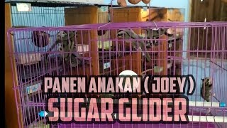 PITU SUGAR GLIDER | MEMISAH ANAKAN