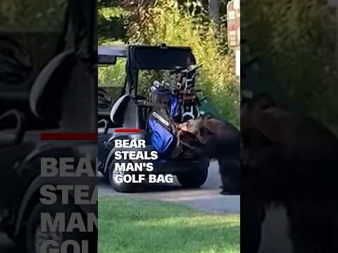Bear steals man's golf bag