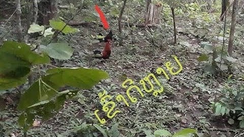 ต่อไก่ป่า Dib qaib qus tuaj zoo heev tab pom kuv lawm 7-7-2021