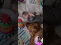 Funny stories about babies and pets 😍❤️ | 187 | #pets #dog #love #cat #cute #animals #shorts