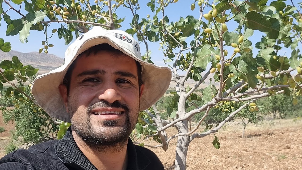 KIŞIN EN SOĞUK GÜNÜNDEN, YAZIN EN SICAK AYINA KADAR ANTEPFISTIĞI BAHÇE KONTROLLERIMIZ!!!