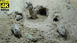 10-hour Cat TV Mice \ Mouse Making Holes in Sand and Playing for Cats to Watch 4K UHD by Birder King Studio 1,219 views 3 weeks ago 10 hours