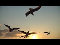 Birds Flying  in the Sky at Sunset /🌅beauty of nature/ bird music video/birds flying video