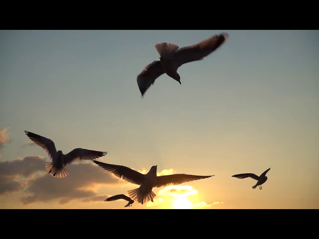 Birds Flying  in the Sky at Sunset /🌅beauty of nature/ bird music video/birds flying video class=