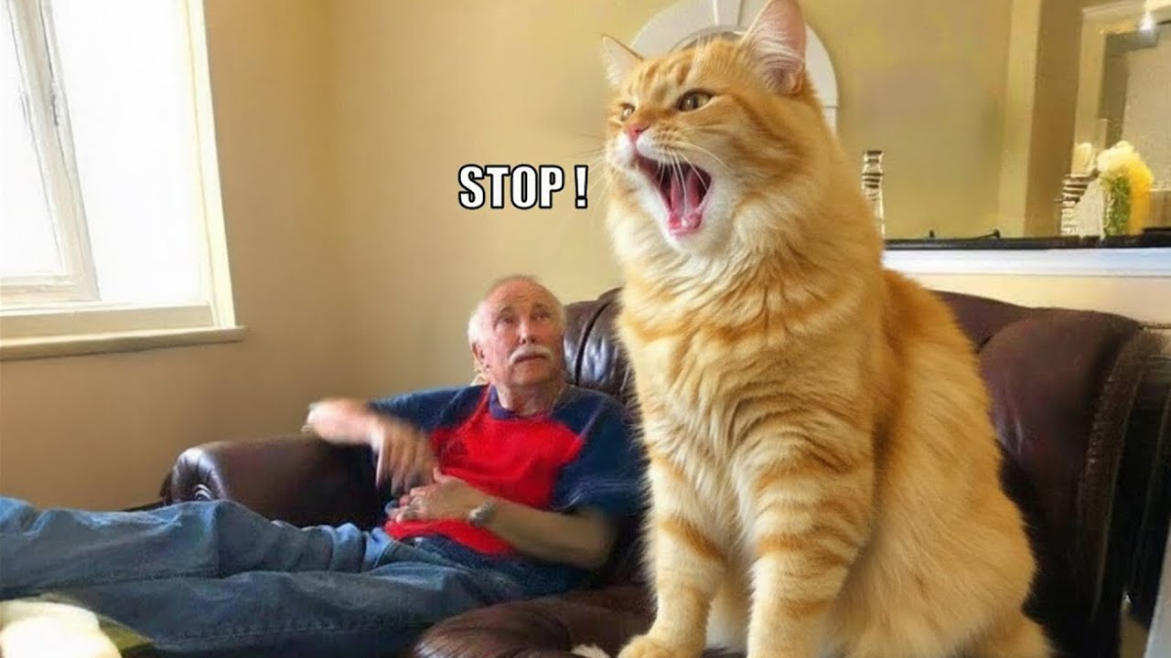 This Cat Won’t Stop Talking 😹🗣️ | Funny Cat Reactions