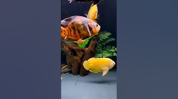 oscar fish tank  | amazing fish new
