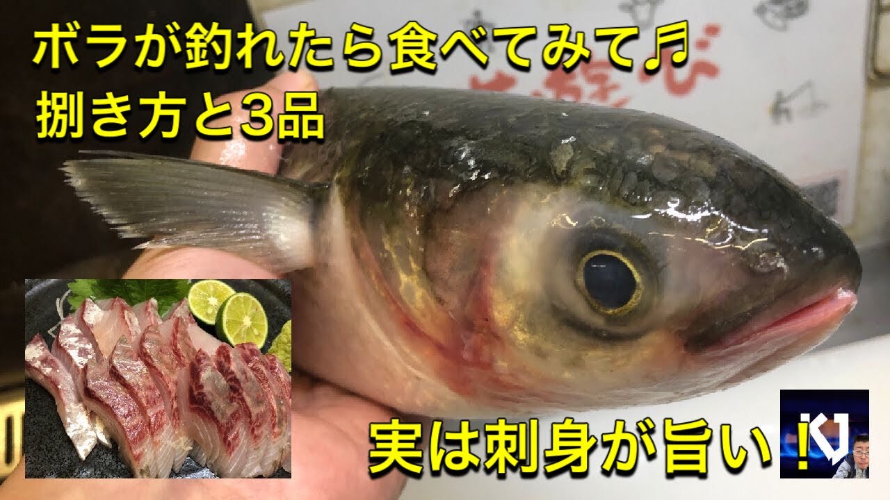 ボラ 釣り 外道 沖ボラ 実は美味しいボラ料理 万能に使えるこの魚 カラスミだけじゃもったいない Youtube