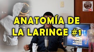 CARTÍLAGOS DE LA LARINGE-ANATOMÍA DE LA LARINGE 1 MEJOR EXPLICADO!