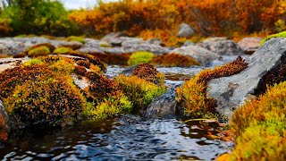 Water Sounds for Sleep | 4k Nature Background feat. Autumn Colors & Stream in Canada