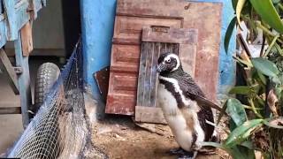 Penguin Swims 5,000 Miles Every Year To Visit The Man Who Saved Him
