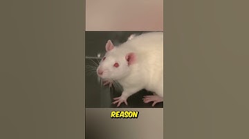 Why Do We Use Rodents For Experiments