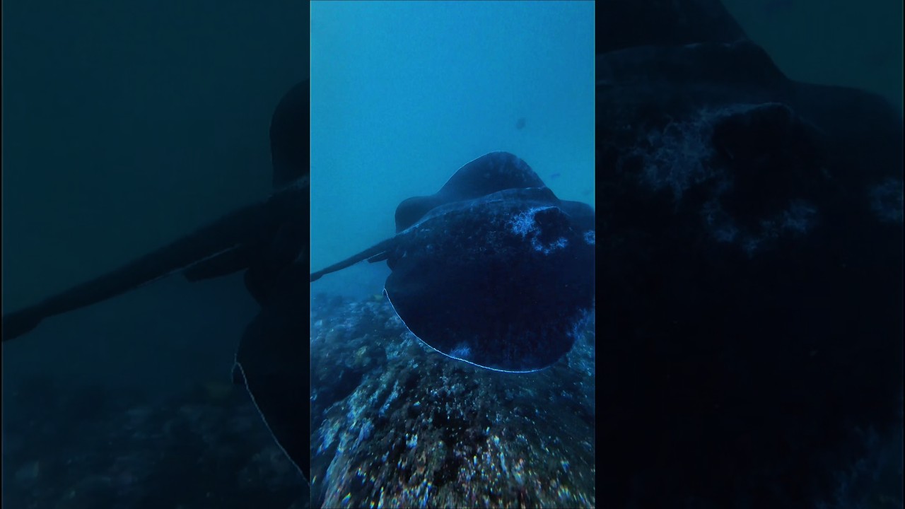 A Huge Stingray Cruising the Colourful Reef Edge