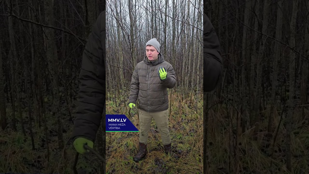 Kāpēc nekopts mežs zaudē vērtību jau 20 gados