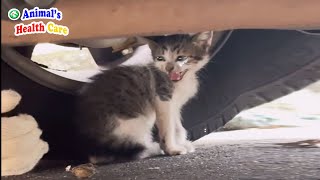 I'm lonely and scared! Poor kitten tearfully begged for something under the car by ANIMAL'S HEALTH CARE 18,544 views 2 weeks ago 10 minutes, 51 seconds