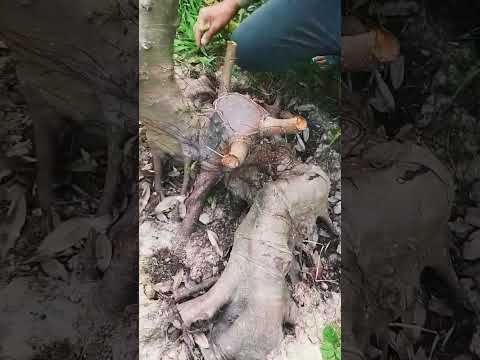 Video Cây Sộp lá nhỏ đọt đỏ ( túc ) đường thân đẹp . - youtube