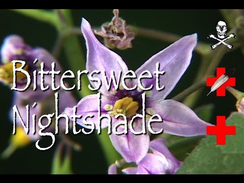 Video: Black Nightshade - Properties, Nightshade Flowers. Indoor Nightshade, Decorative, Sweet, Bitter, Poisonous, False Pepper, Sunberry