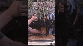 Why I Dont Use Organic Soil For Bonsai 