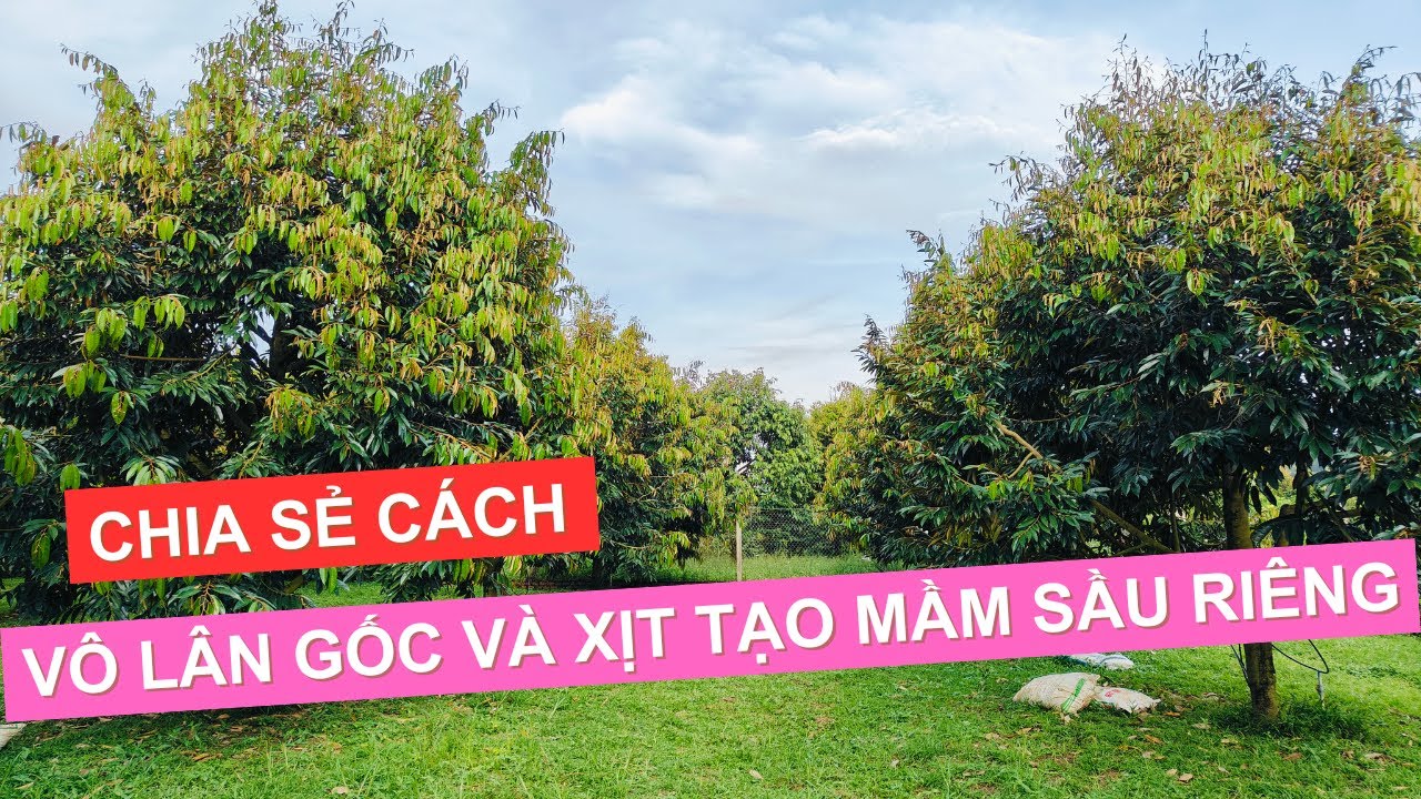 Chia sẻ cách vô lân gốc và xịt phân hóa mầm hoa Sầu Riêng 17.01.2025