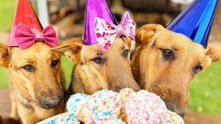 First Birthday Party | German Shepherd Dogs | Puppy Siblings