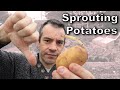 Sprouting Potatoes – Everything You’ll Want to Know!