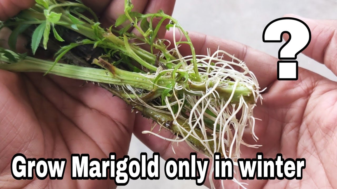 Grow Marigold cutting only in water, How to grow Marigold cutting YouTube