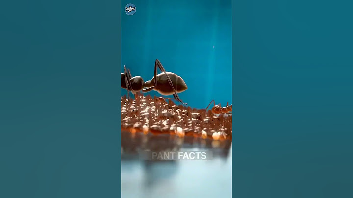 How ant colonies evacuate during floods #facts #shorts