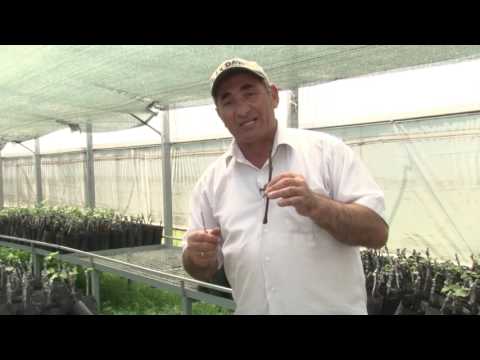 ვაზის დამყნობის წესი