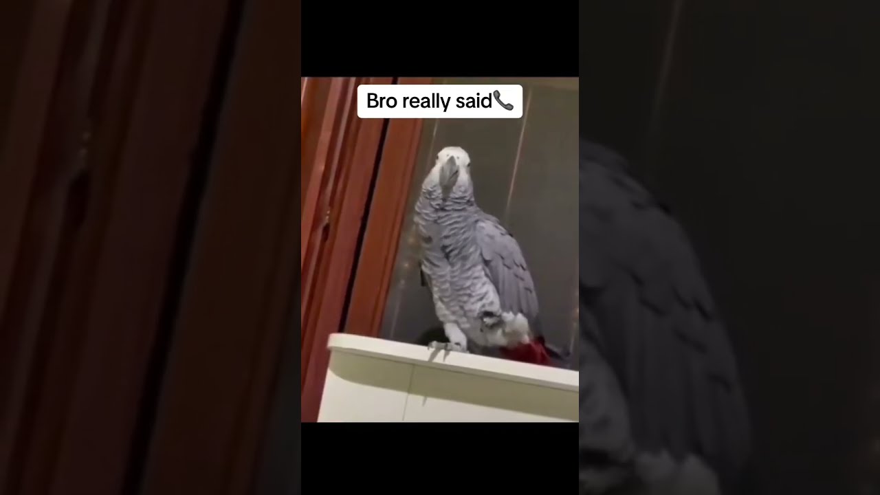 Bro Really Said 