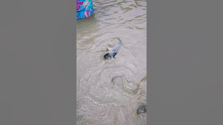 Traditional Fishing: Using a Giant Hand-Woven Basket Trap!​