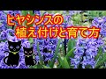 ヒヤシンスの植え付け方
