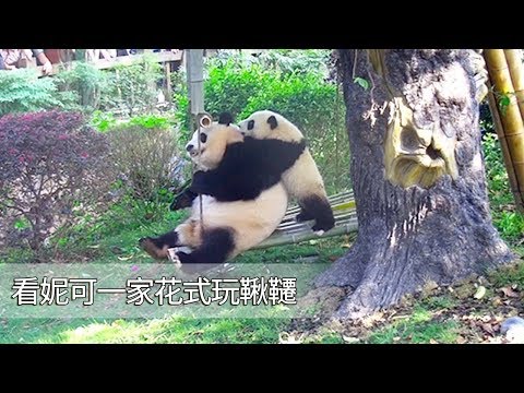 《熊貓主題趴》妮可一家花式玩鞦韆，麻麻是王者，心疼晶亮小短腿！ | iPanda