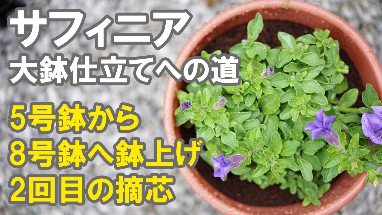 サフィニアの植替え大鉢づくり 大鉢への植え替えと摘心の実演 Youtube