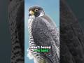 The Fastest Animal on Earth #animals #animallovers#shorts