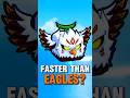 How Fast is Eagle Fruit in Blox Fruits? 🦅