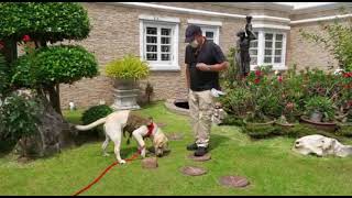 Scent Detection Chapter 1