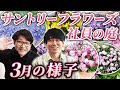 社員はどう育ててる?春のおうちガーデニング紹介【サントリーフラワーズ】