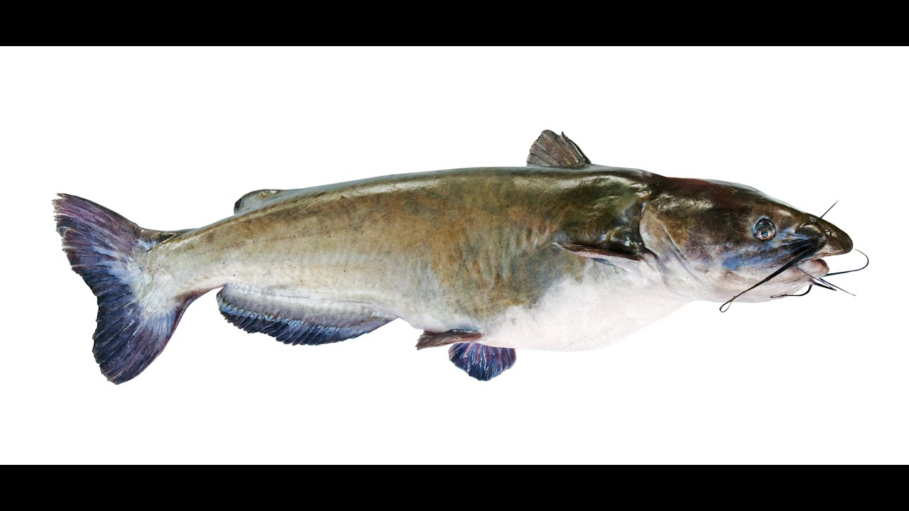 2025-23 US CATFISH AQUACULTURE PRODUCTION