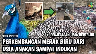 BURUNG MERAK BIRU USIA ANAKAN SAMPAI INDUKAN #merak #pheasant #ayamhias