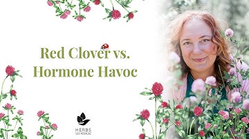 Red Clover Benefits for Menopause Support