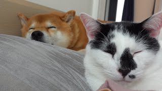 Shiba Inu Hachi showed kindness when a cat escaped indoors.