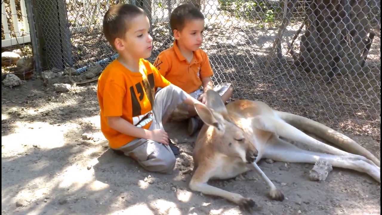 Sissy Island Petting Zoo