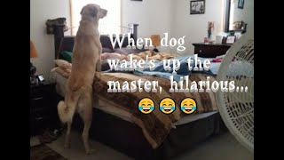 ANATOLIAN SHEPHERD (SUGAR PLUM) - WAKING UP THEIR OWNER FUNNY VIDEO #shorts