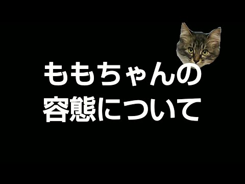 猫のももちゃんの容態についてお知らせがあります！197