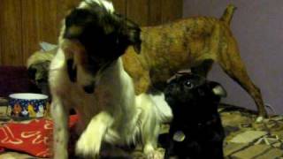 Sandy and her BF Frankie (Pug) by angelpaws6 36 views 13 years ago 50 seconds