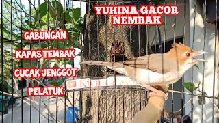 YUHINA GACOR GABUNGAN JENGGOT KAPAS TEMBAK DAN PELATUK | kicau pidong