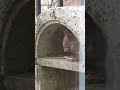チャッピーピザ窯でお食事！25/04/29