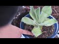 Replanting Agave アガベの植え替え