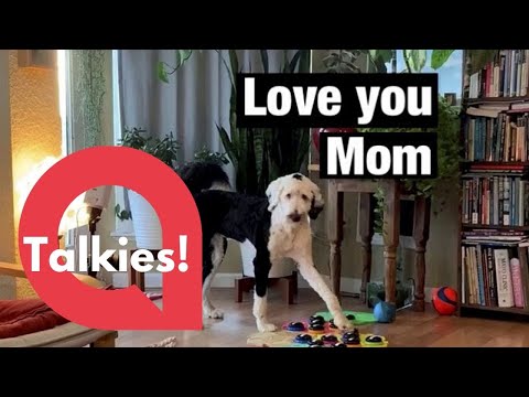 This genius dog learnt how to SPEAK using a sound board | SWNS